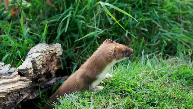 รูปภาพCydia เลือกดูภาพถ่ายสต็อก เวกเตอร์ และวิดีโอ1,121 Adobe Stock