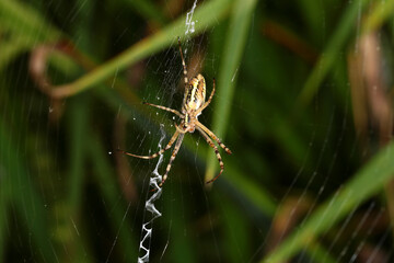 Spider among the grass, side view from below