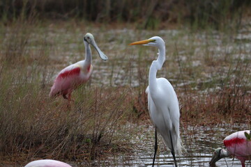 Egret and Spoonbill