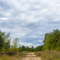 Fototapeta na wymiar sandy ground road in a forest under dense cloudy sky
