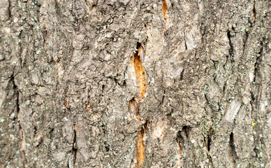 Natural vertical forest tree texture