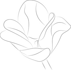 A simple black and white vector line pattern of a flower on a white background. Gerbera flower.