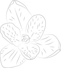 A simple black and white vector line pattern of a flower on a white background. Crocus flower.