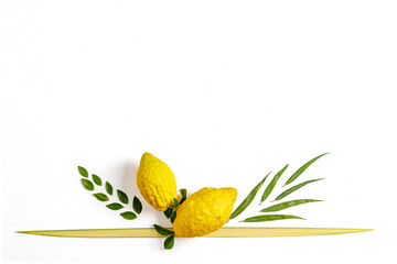 Jewish holiday of Sukkot. Traditional symbols (The four species): Etrog (citron), lulav (palm branch), hadas (myrtle), arava (willow) © Olga Mukashev