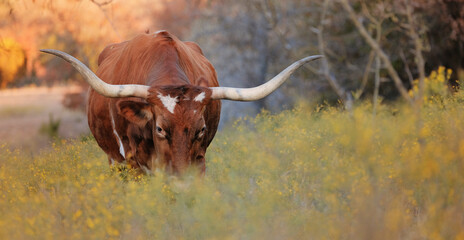 Texas longhorn cow grazing in autumn landscape during fall season on farm.
