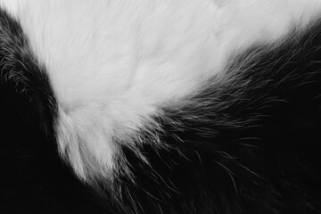 Black and white cat fur texture background. 
