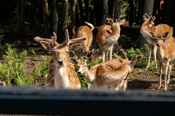 Herd of captive european fallow deers standing in group on the forest edge, showing their prominent white dots in the brown fur