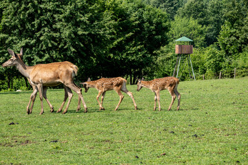 Naklejka na ściany i meble Two red deer does and two fawns walking in the meadow in front of hunting tower on the forest edge