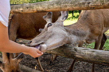 Young stag eating corn from the hands of small child, pushing head through the bars of enclosure at Rakovica deer farm in Croatian mountain region of Lika