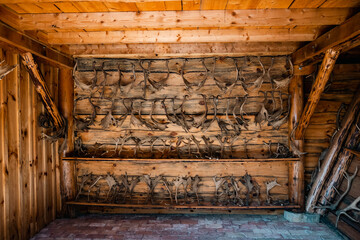 Collection of rejected european fallow deer antlers, hanged by the wooden wall