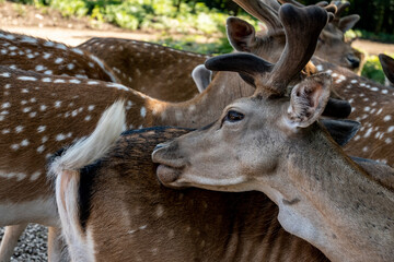 Fallow deer close up while scratching it`s back