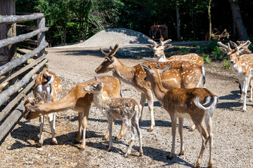 Naklejka na ściany i meble Herd of european fallow deer awaiting visitors to feed them at Rakovica deer farm in mountain region of Lika, Croatia