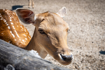 Beautiful european fallow deer doe close up in the Rakovica deer farm, Croatia