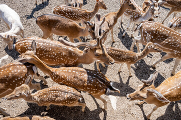 Herd of european fallow deer awaiting visitors to feed them at Rakovica deer farm in mountain region of Lika, Croatia