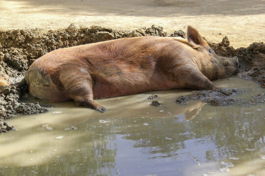 Sleeping pig in mud bath