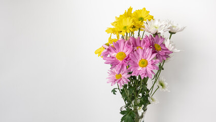 Beautiful colorful bouquet of Chrysanthemum in bloom isolated on white background. Also called mother flower, florist daisy or China chrysanthemum, a field flower of many colors.