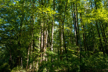 tall trees in the park at the end of summer
