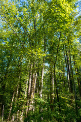 tall trees in the park at the end of summer