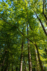 tall trees in the park at the end of summer