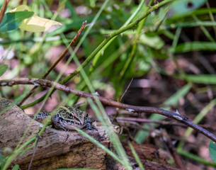 green and brown frog in the park at the end of summer