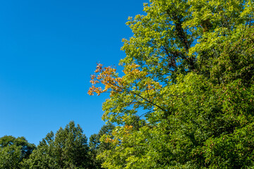 first leaves turning yellow at the end of summer