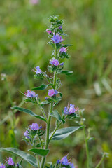 Common bruise ( lat. Echium vulgare ) is a herbaceous plant; species of the genus Bruise of the Borage family.