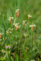 Plantain large is blossoming, or flowers of Greater plantain ( lat. Plantago major ) is a herbaceous plant