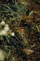 Polygonia c-album sitting on the grass