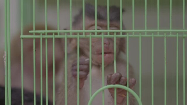 Cute Infant Eating In Green Cage - Sumatra, Indonesia