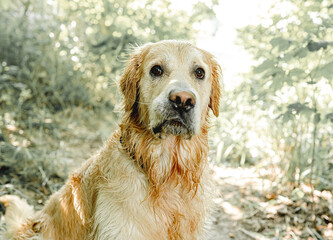 Golden retriever dog outdoors