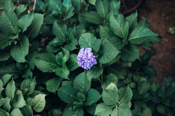 Hydrangea flowers on the backyard