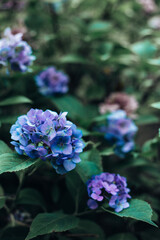 Hydrangea flowers on the backyard