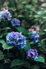 Hydrangea flowers on the backyard