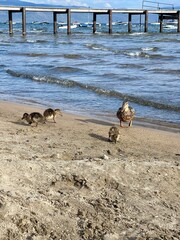 Mama duck and her ducklings on the shore of the lake, at Lake Tahoe, California .