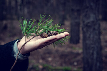 A man in dark clothes holds cones and branches of a coniferous tree in the palm of his hand. Textured cones and branches with needles, on the palm of a person, in dark clothes.