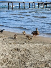 Mama duck and her ducklings on the shore of the lake, at Lake Tahoe, California .