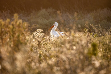 White stork Ciconia Ciconia in the harvest field with bokeh background