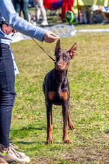 The Doberman breed dog looks carefully at the food in the owner's hand