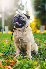 Obraz premium A pug dog on a leash in an autumn park in sunny weather