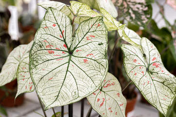 Caladium “Strawberry Star”. This plant is native to the tropical regions of South America. The leaves have random sprinkles of strawberry red freckles. It is a popular houseplant worldwide.