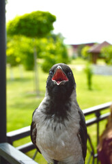 close-up portrait of a gray crow with an open beak. a beautiful bird poses and warily looks at the photographer