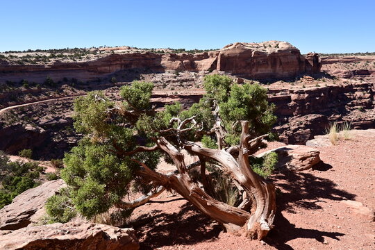 Tree at Canyonlands National Park