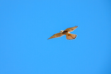 faucon crecelle volle air surveille regard.