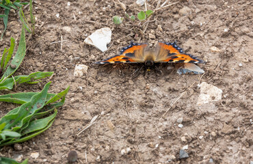 detailed close up of a Small Tortoiseshell butterfly (Aglais urticae)