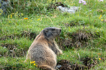close up of an Alpine Marmot (Marmota marmota)