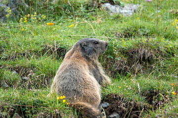 close up of an Alpine Marmot (Marmota marmota)