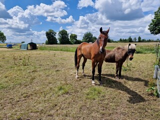 two brown horse in the open meadow