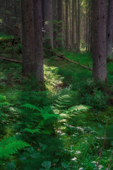 Ferns in the green northern forest at sunset. Forest fairytale landscape