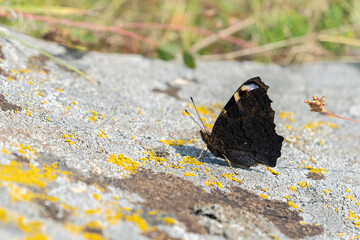 Admiral butterfly on a rock