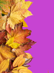 Naklejka na ściany i meble Creative background from autumn leaves. Top view template, mockup